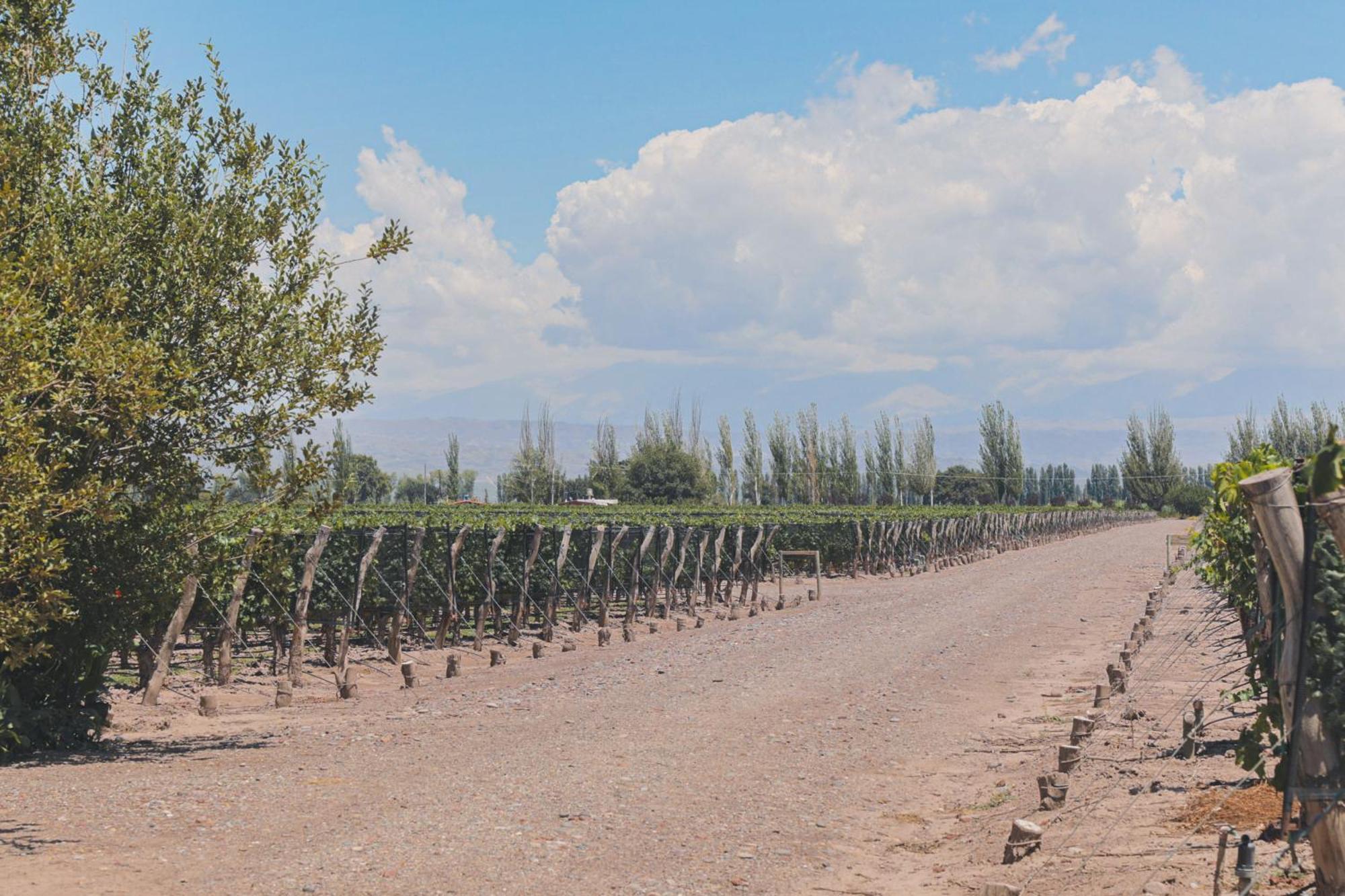 Enlace Wine House Lujan de Cuyo Exteriér fotografie