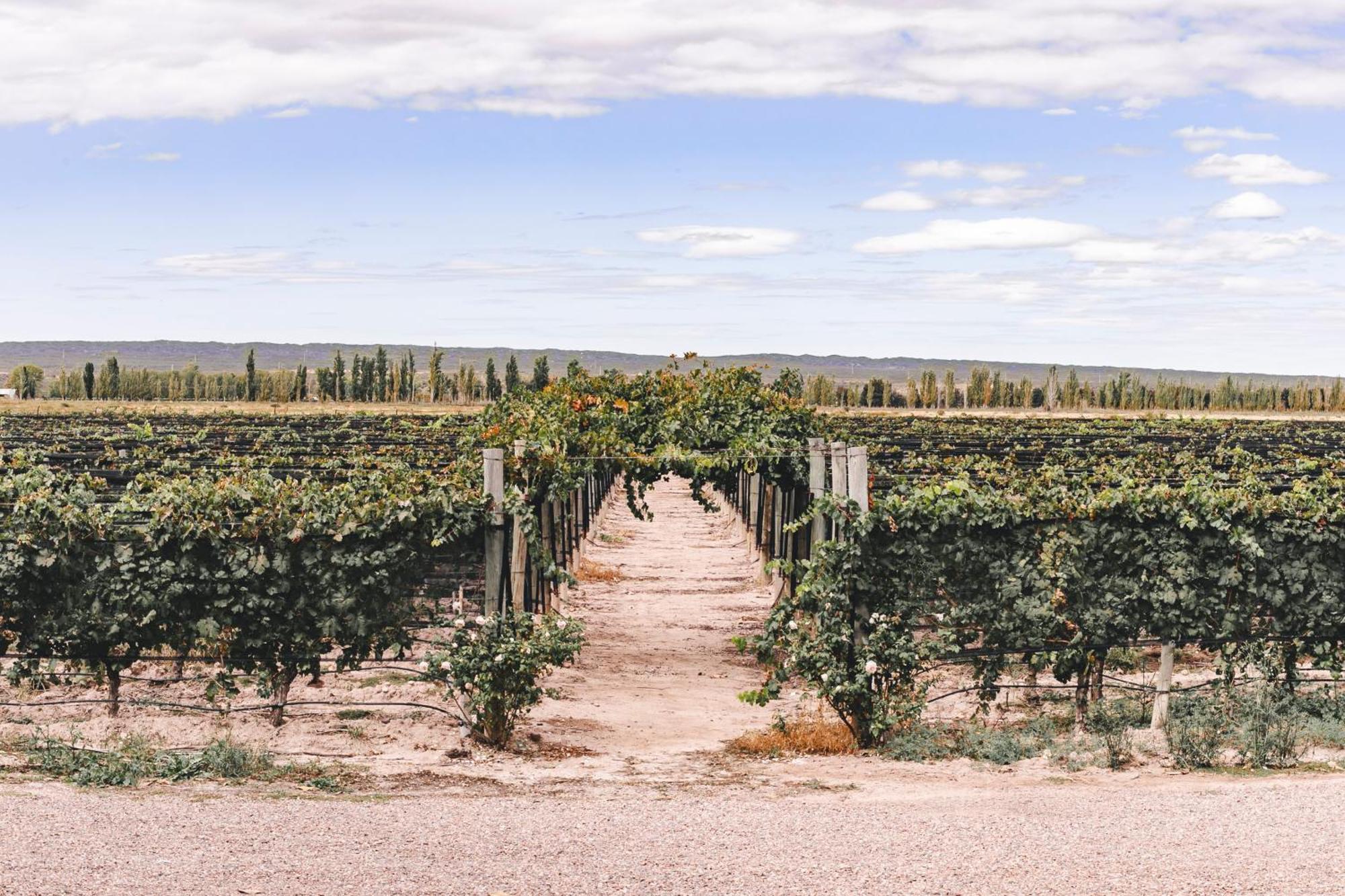 Enlace Wine House Lujan de Cuyo Exteriér fotografie